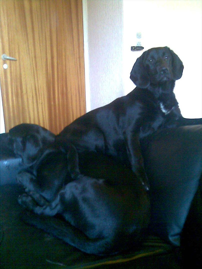 Labrador retriever Tøsen billede 5