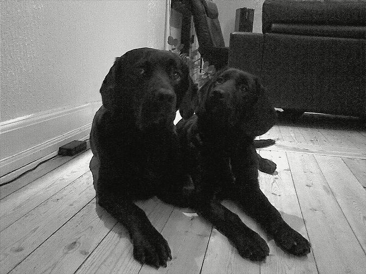 Labrador retriever Tøsen billede 6