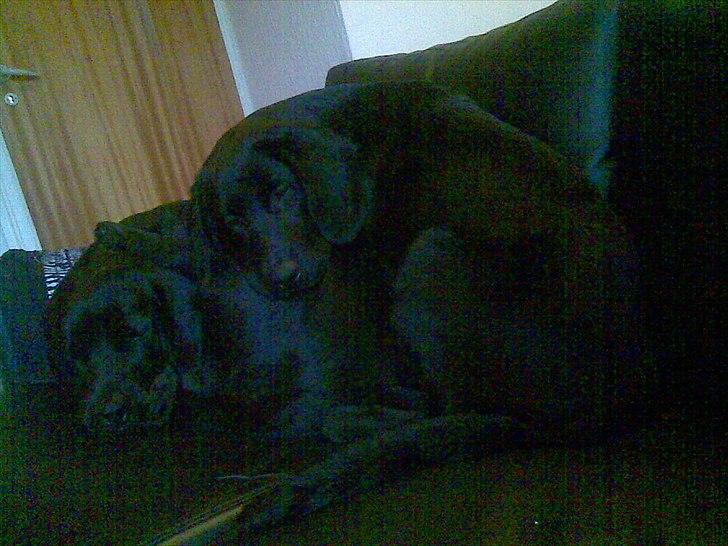 Labrador retriever Tøsen billede 7