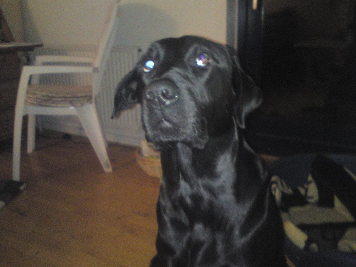 Blanding af racer blacki billede 1