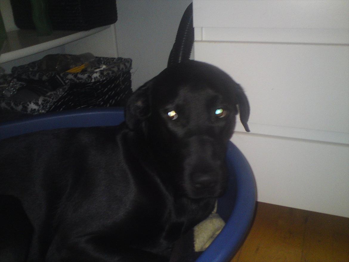 Blanding af racer blacki billede 2