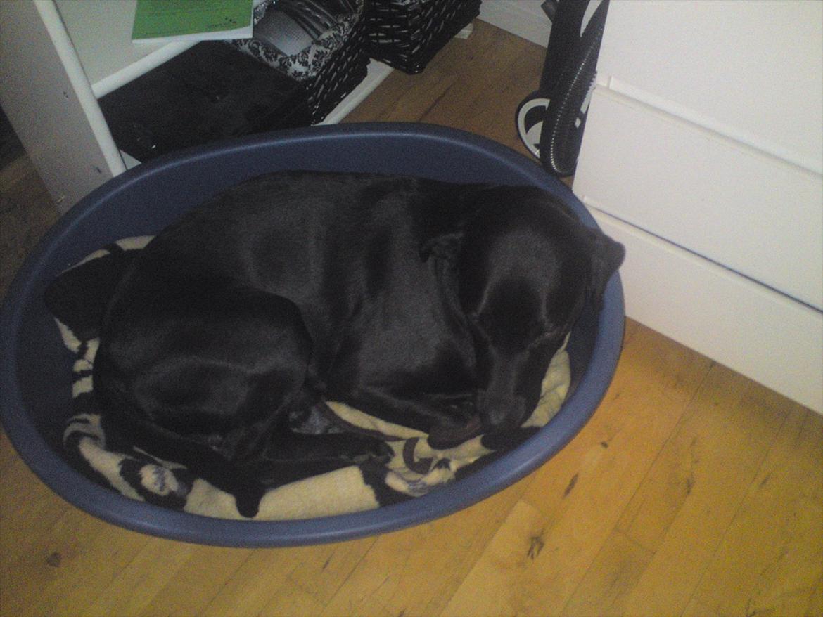 Blanding af racer blacki billede 3