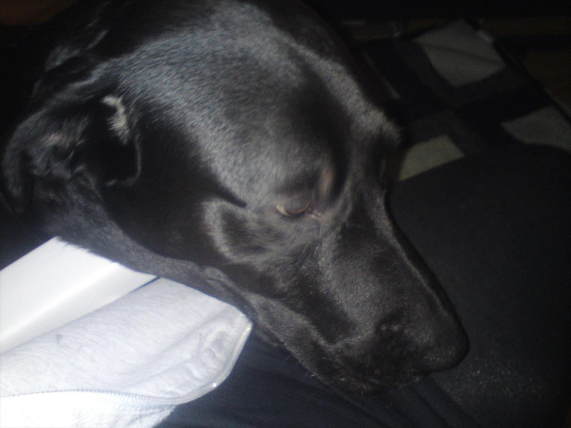 Blanding af racer blacki billede 4