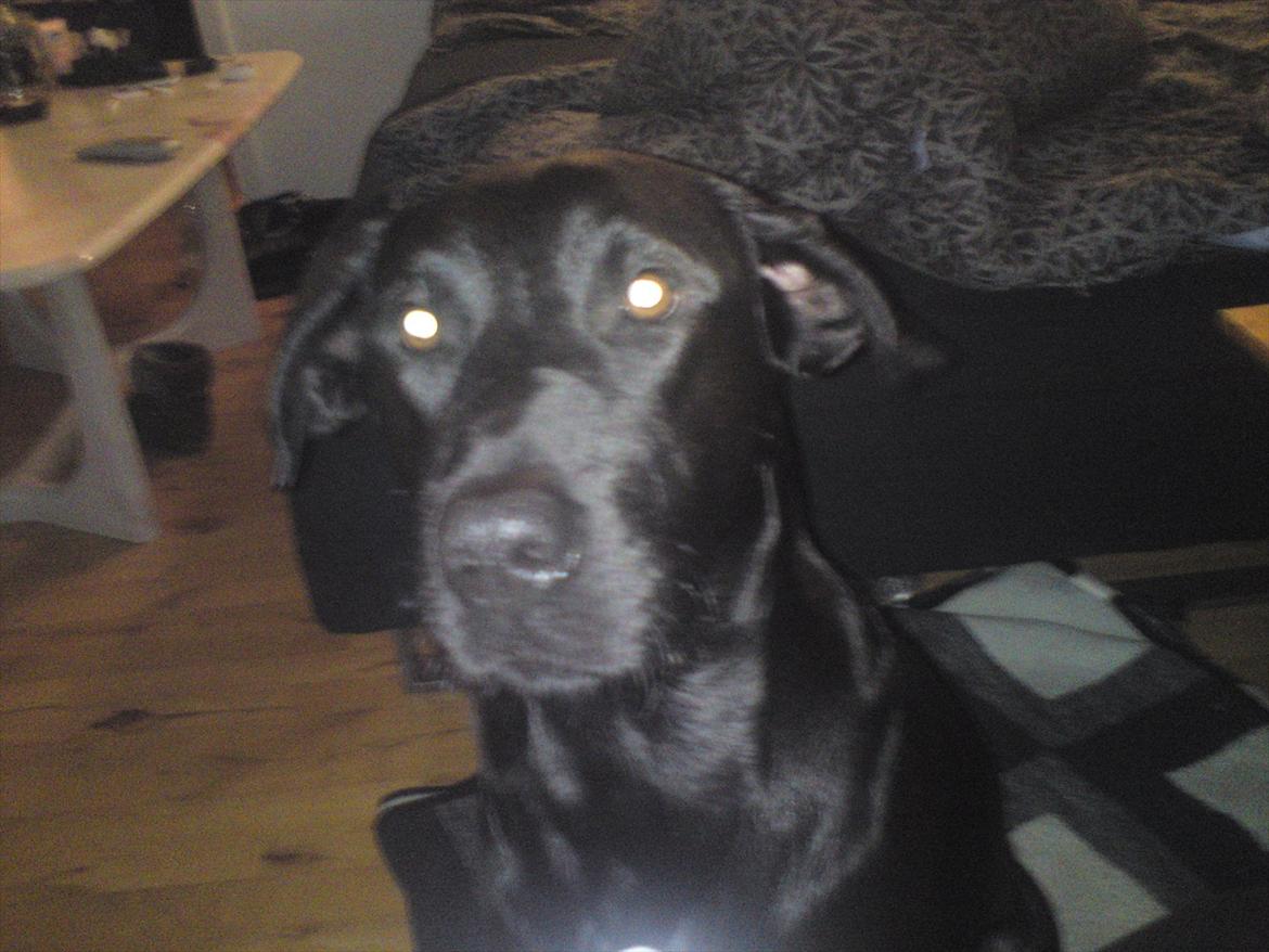 Blanding af racer blacki billede 5