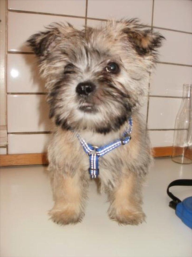 Blanding af racer Zeus - Zeus vores lille care-tzu 11 uger billede 11