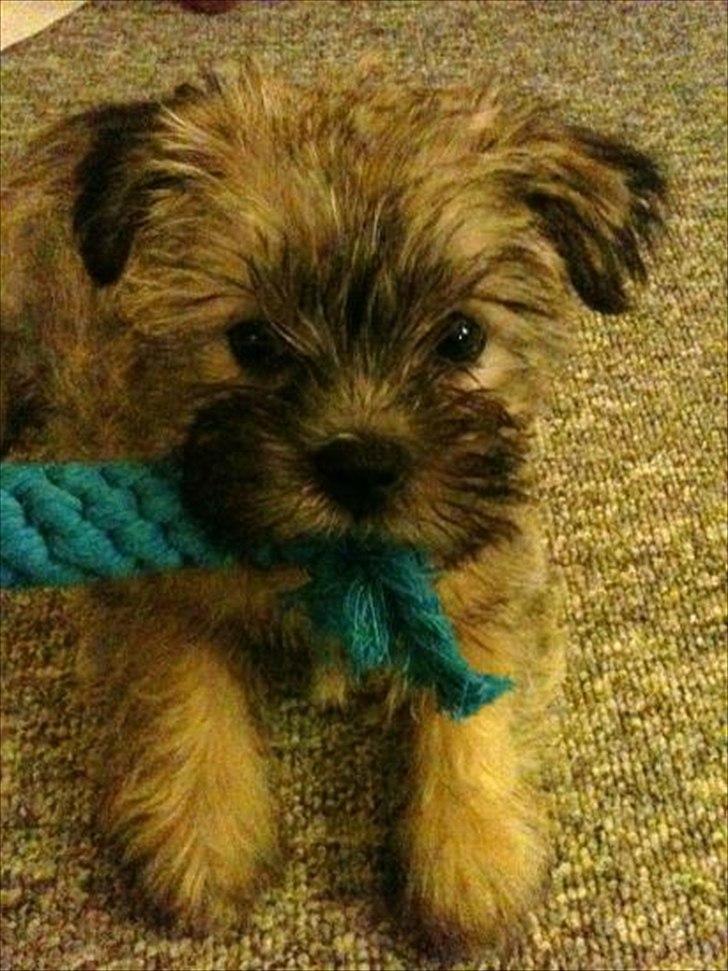 Blanding af racer Zeus - Zeus 9 uger billede 16