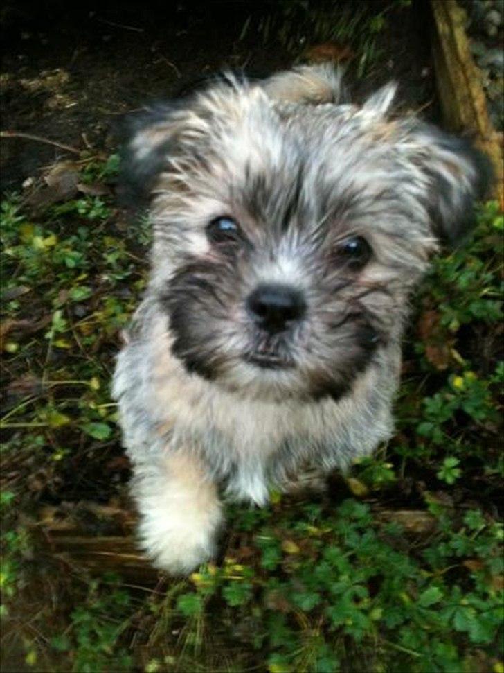 Blanding af racer Zeus - Zeus - 10 uger billede 10