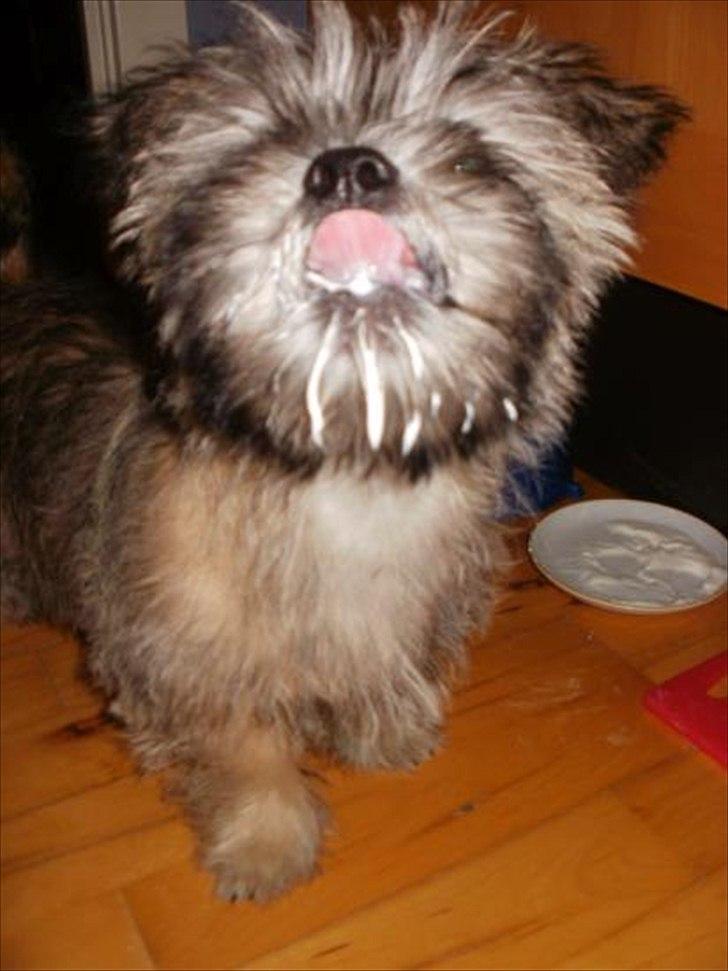 Blanding af racer Zeus - Zeus - 12 uger billede 13