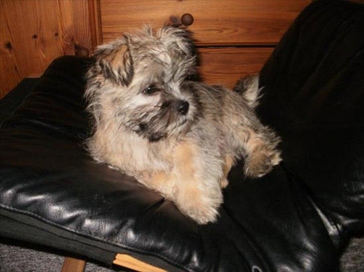 Blanding af racer Zeus - Zeus - 12 uger billede 15