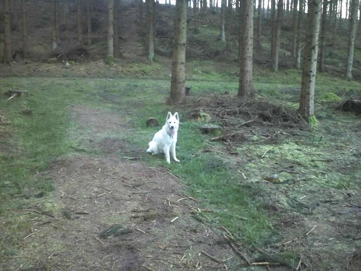 Hvid schæfer mille - på min daglige skovtur med far.. det bedste jeg ved<3 billede 8