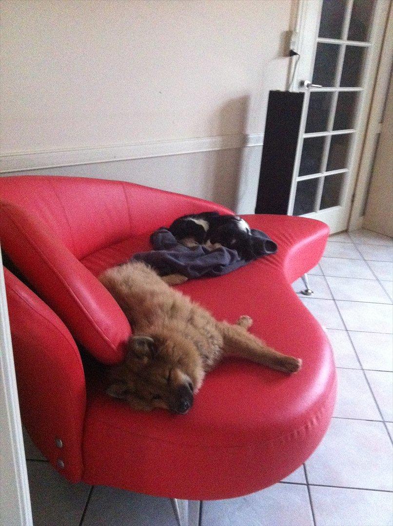 Eurasier Aiya billede 5