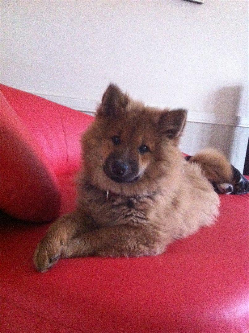 Eurasier Aiya billede 7