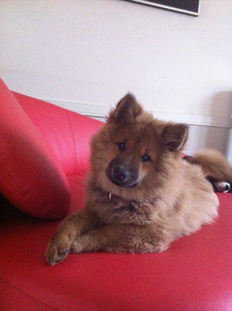 Eurasier Aiya billede 1