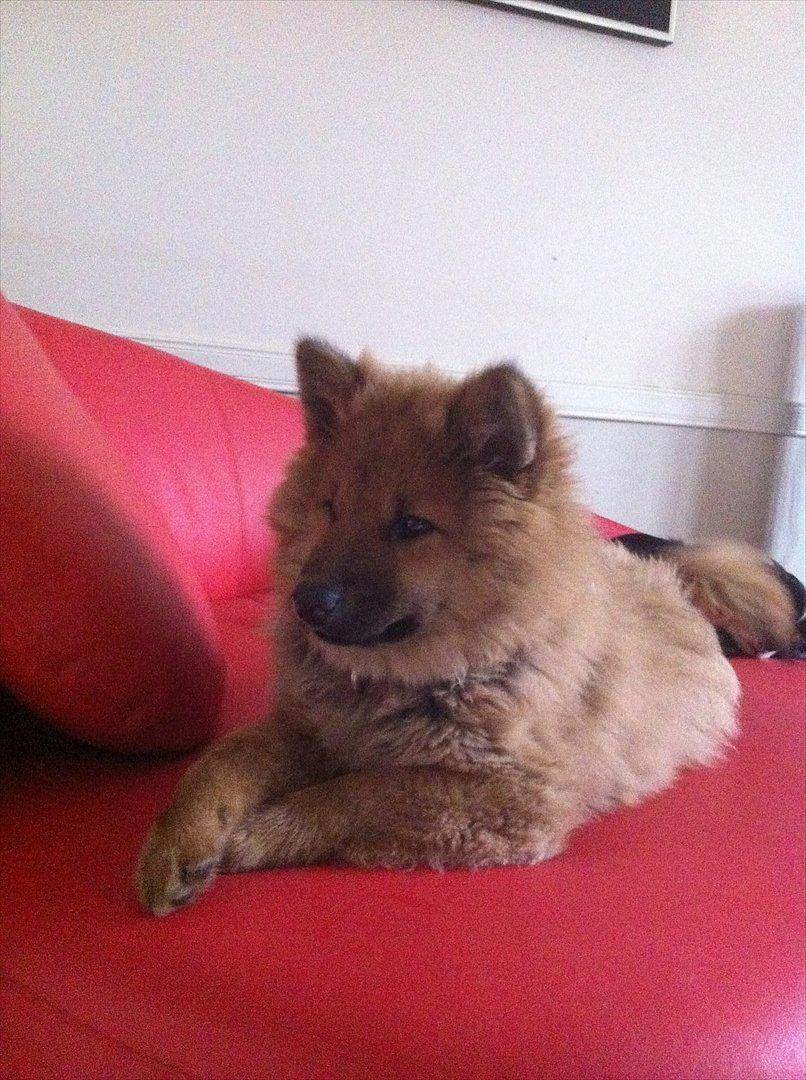 Eurasier Aiya billede 9