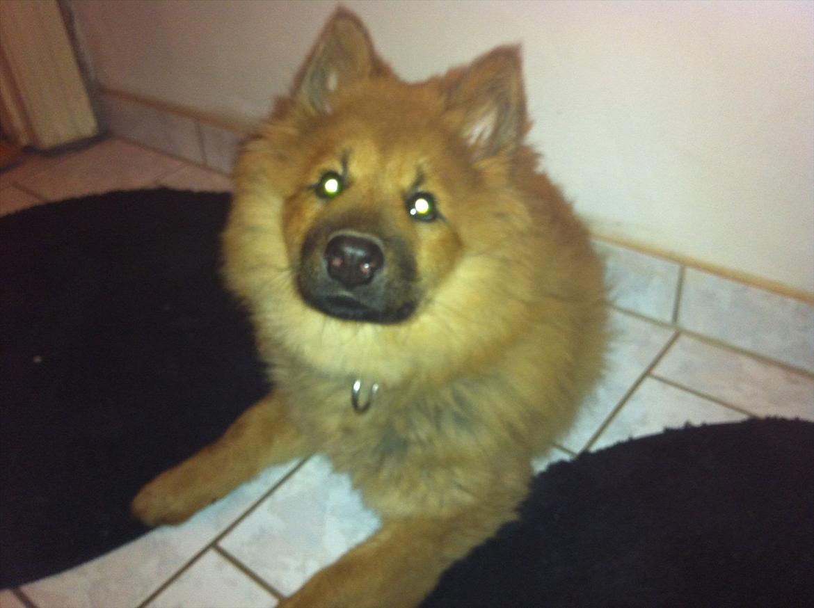 Eurasier Aiya billede 10