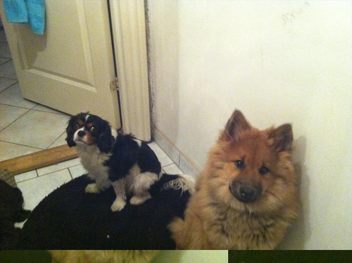 Eurasier Aiya billede 11