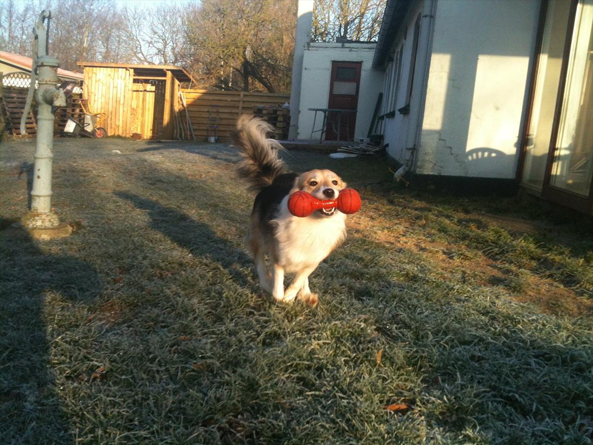 Islandsk fårehund Shiva billede 18