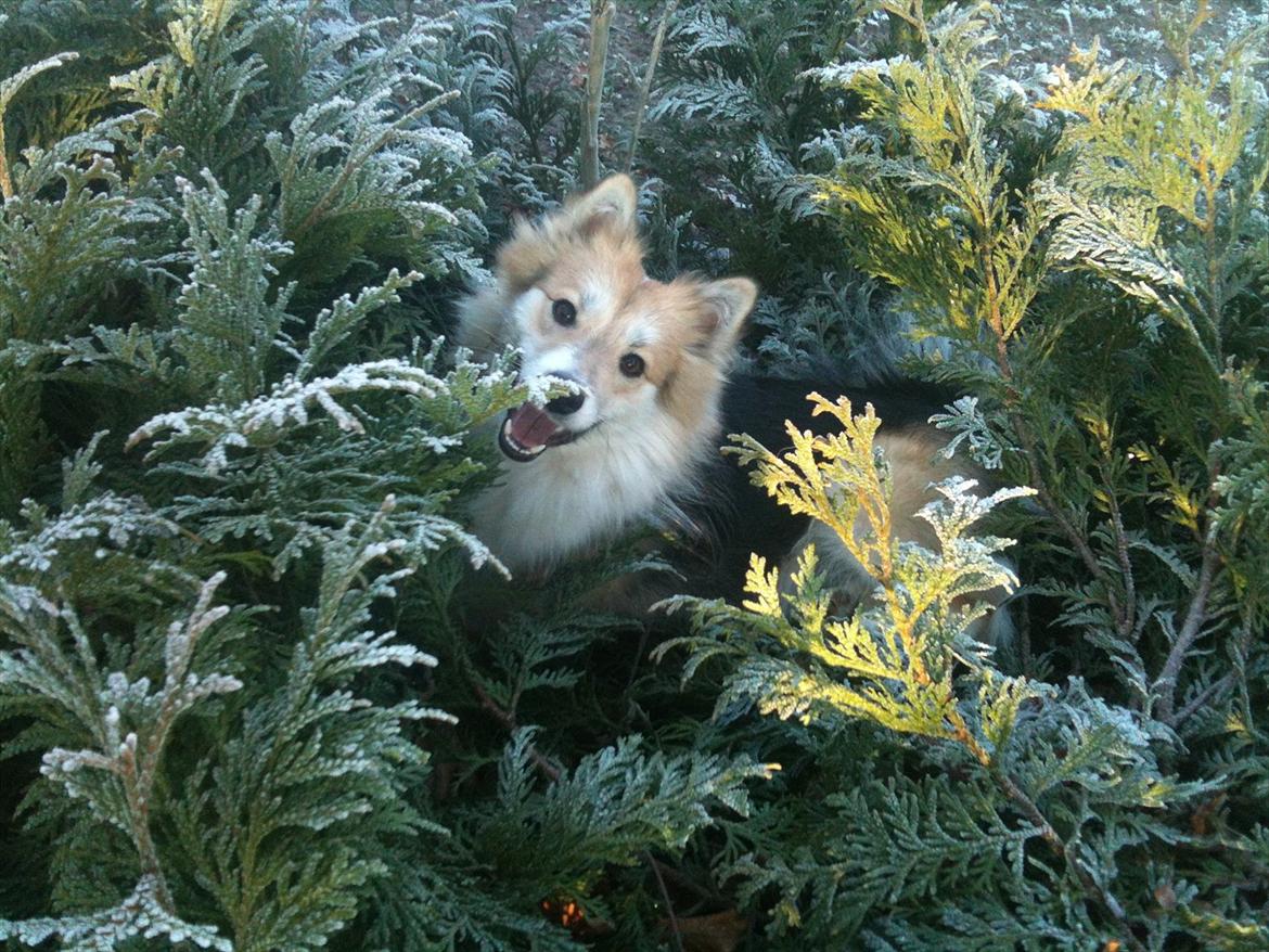 Islandsk fårehund Shiva billede 19