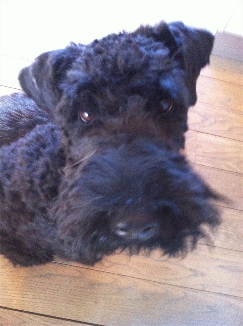 Kerry blue terrier hounor brights Big Thunder - ny klippet:)
 billede 2