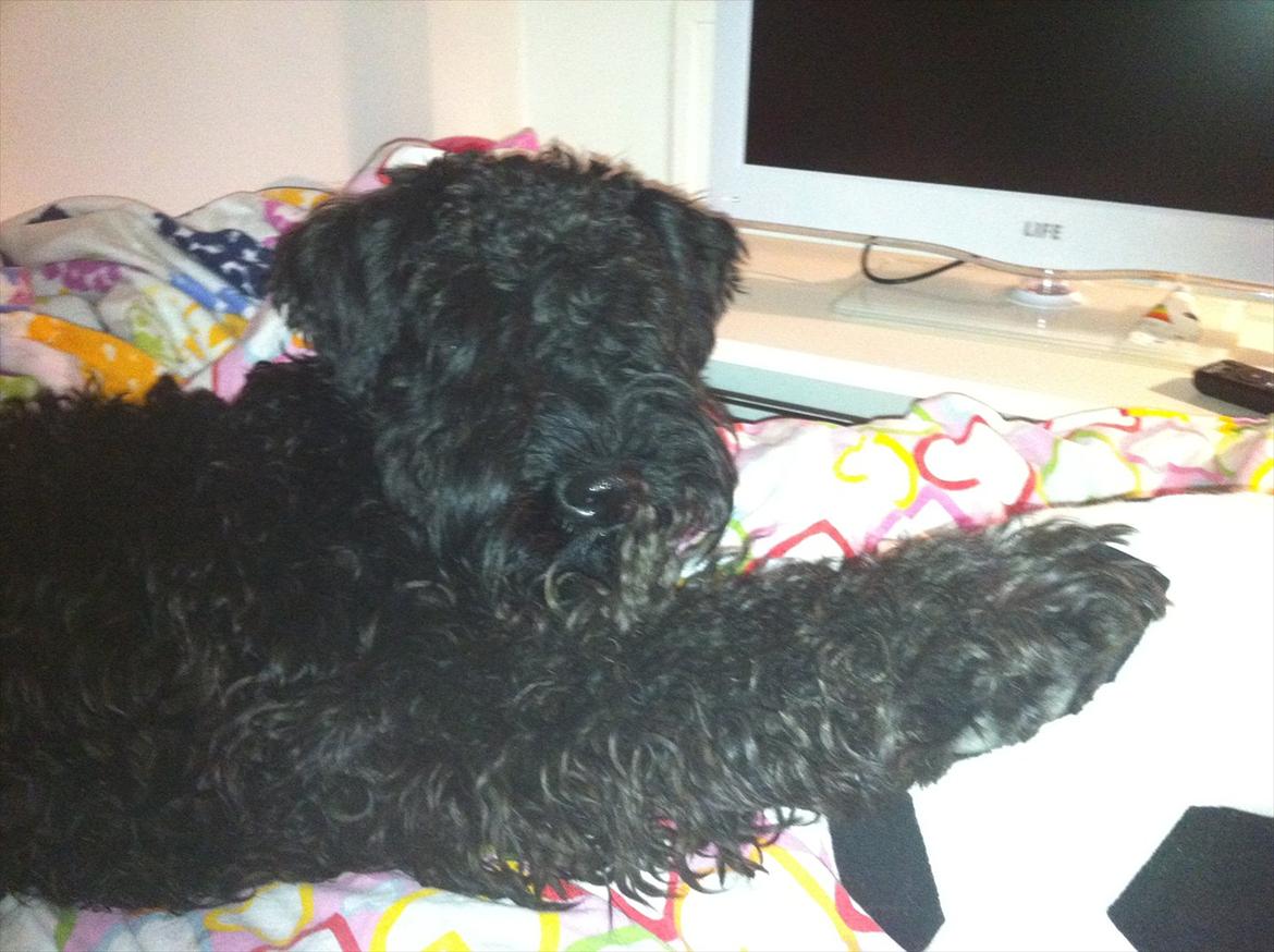 Kerry blue terrier hounor brights Big Thunder - i min seng med sin yndlings bold! billede 3