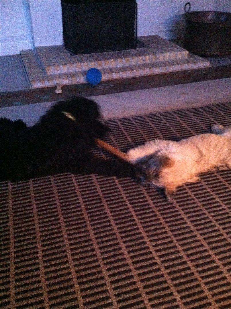 Kerry blue terrier hounor brights Big Thunder - det er lidt rystet men det er Kenzo og Bella der deler en kødben. billede 4