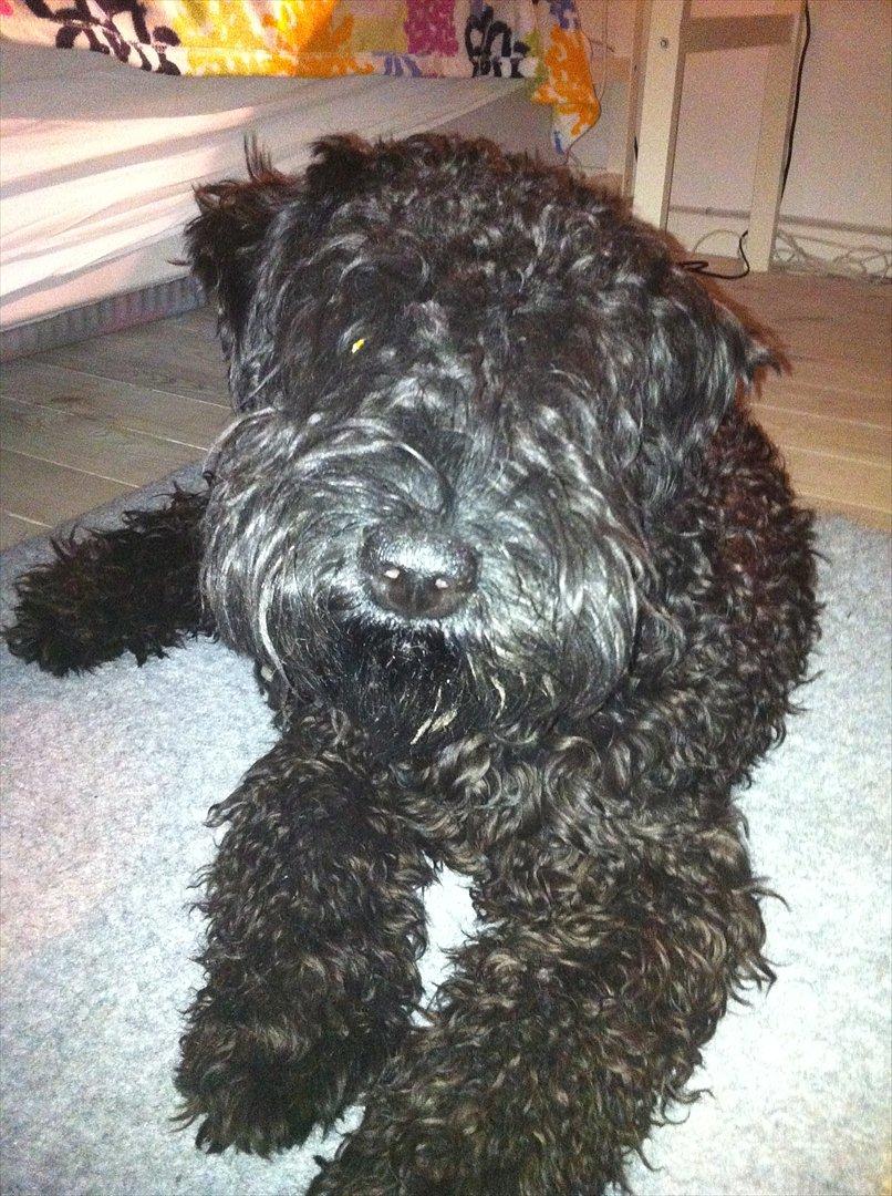 Kerry blue terrier hounor brights Big Thunder - før han blev klippet billede 5