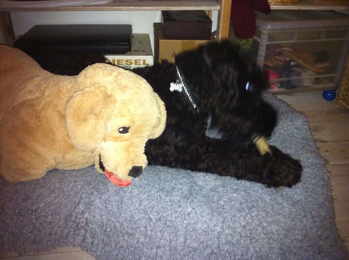 Kerry blue terrier hounor brights Big Thunder - gnaver ben med bamse billede 6