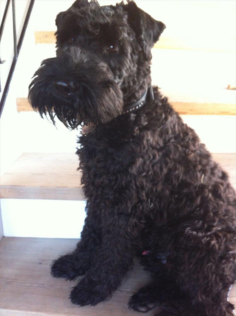 Kerry blue terrier hounor brights Big Thunder billede 7