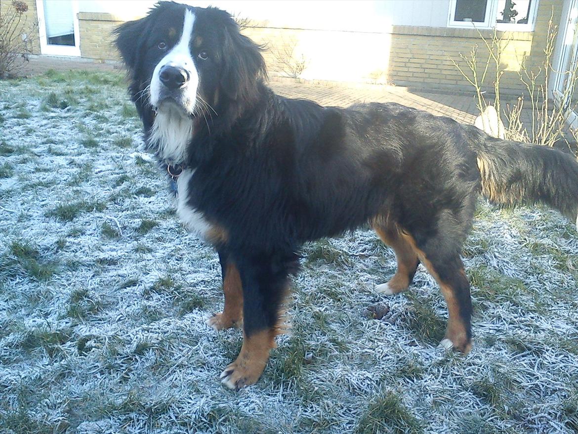 Berner sennenhund Morgan billede 1