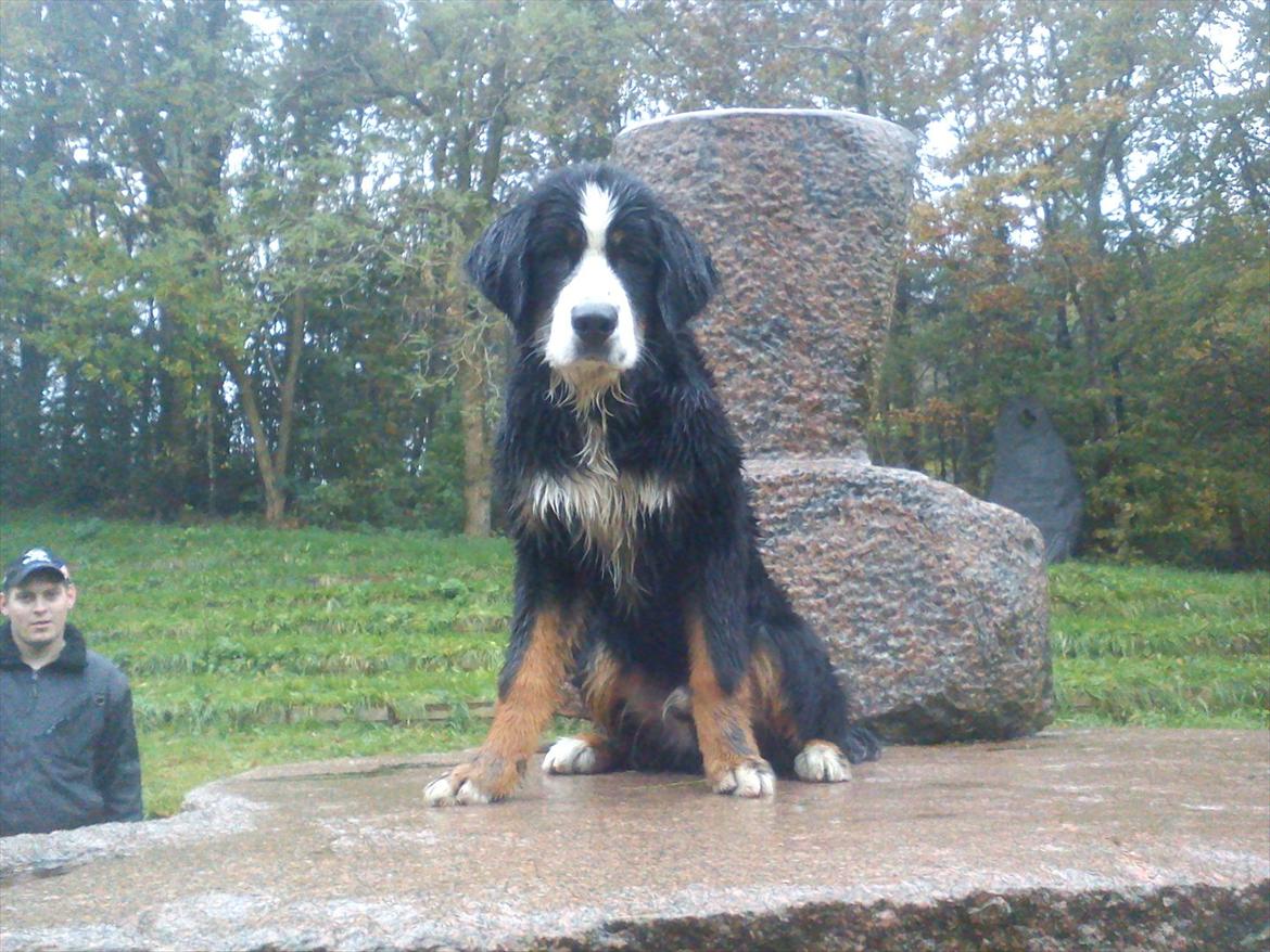 Berner sennenhund Morgan billede 2