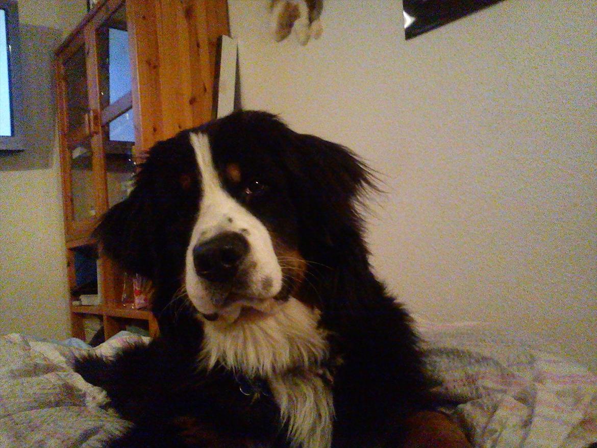 Berner sennenhund Morgan billede 4
