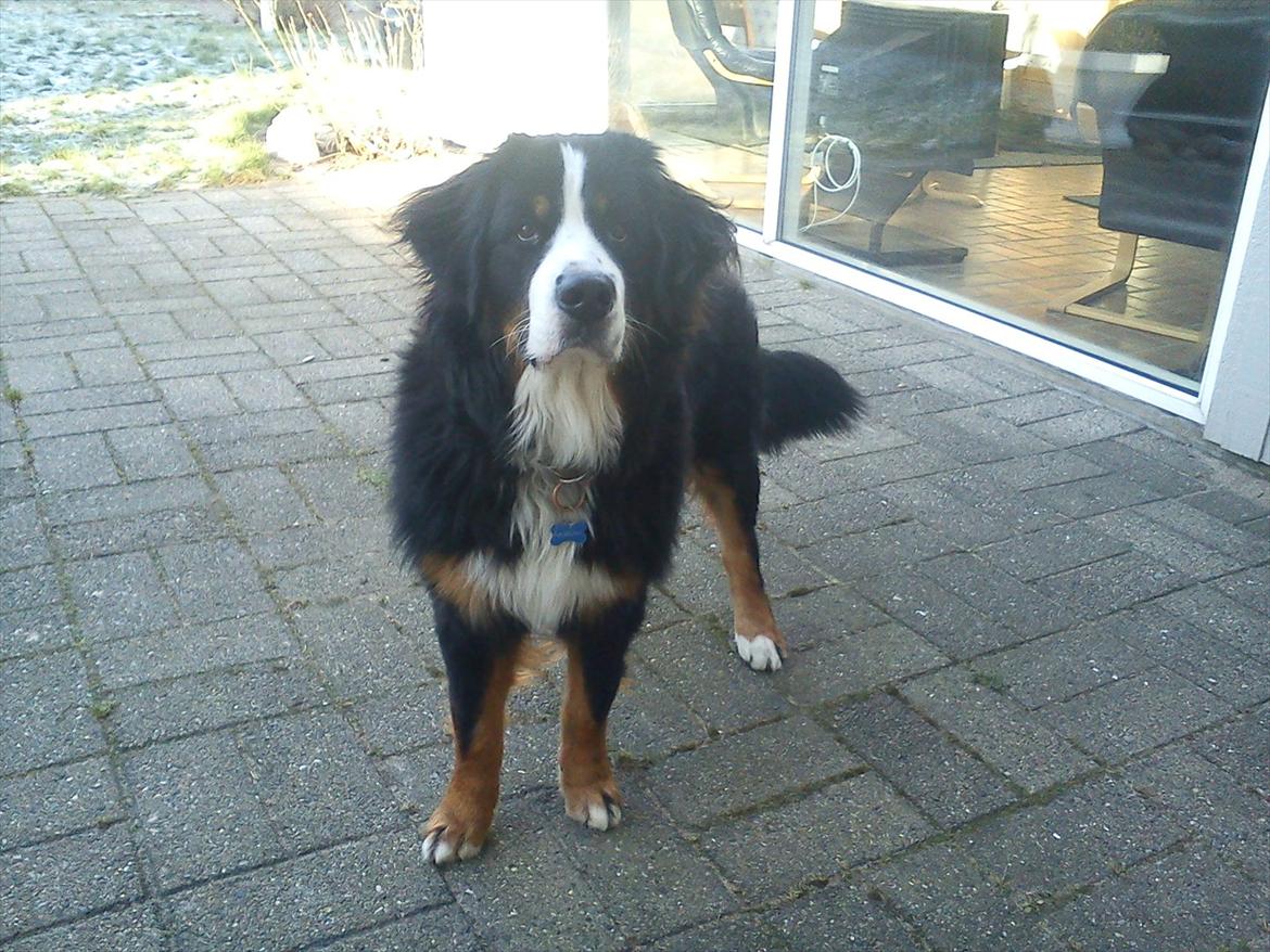 Berner sennenhund Morgan billede 5