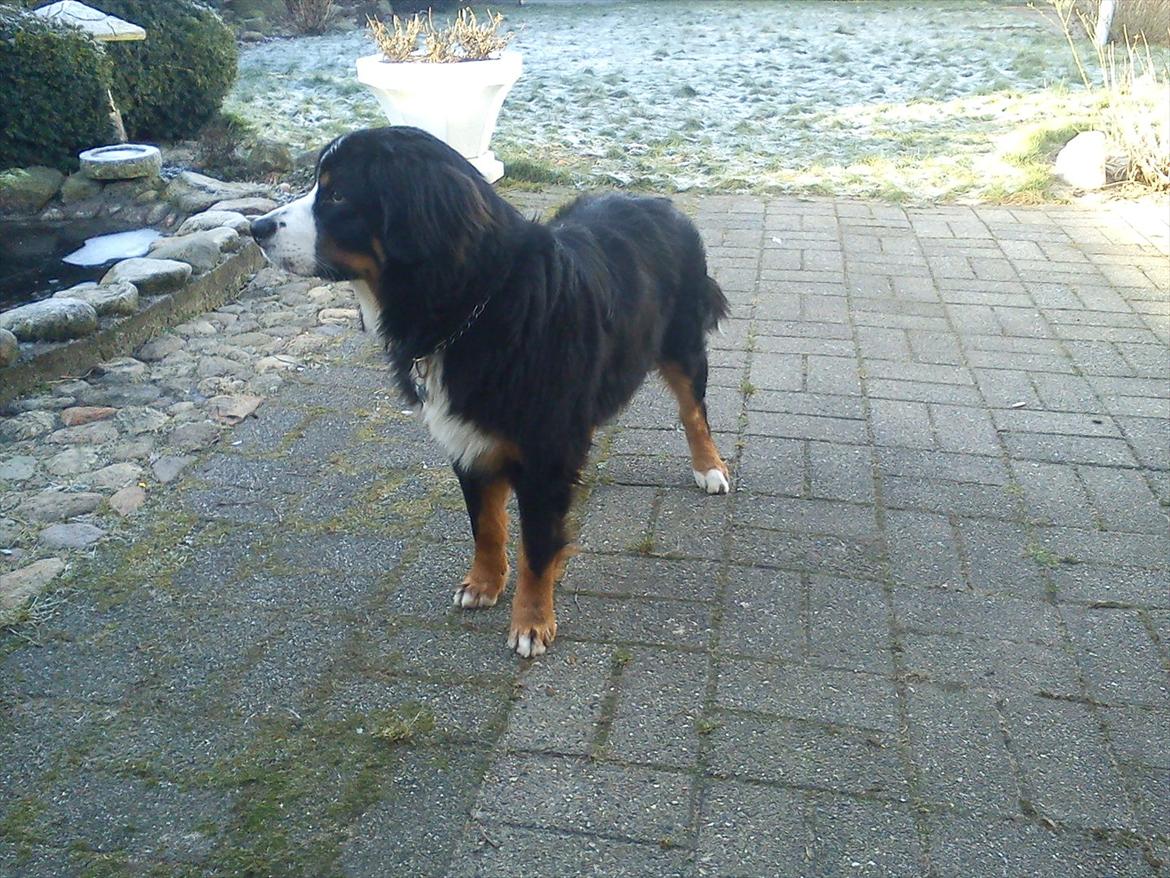 Berner sennenhund Morgan billede 6