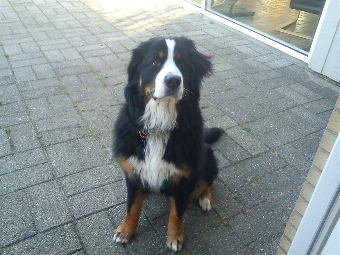 Berner sennenhund Morgan billede 8