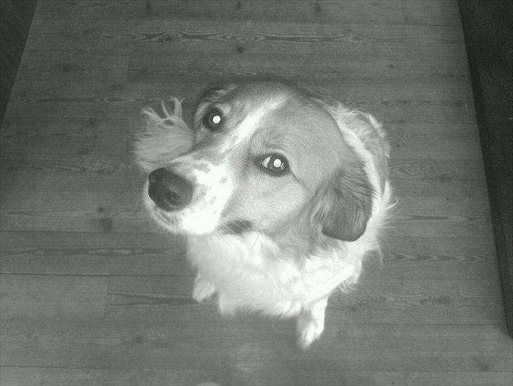 Breton bodil billede 5