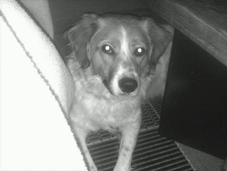 Breton bodil billede 6