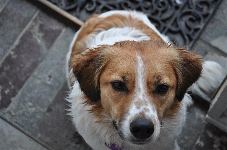 Breton bodil billede 7