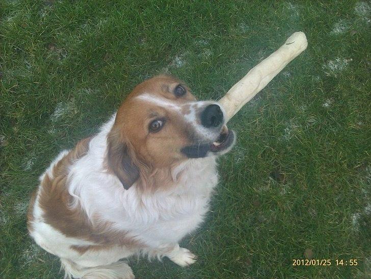 Breton bodil billede 8