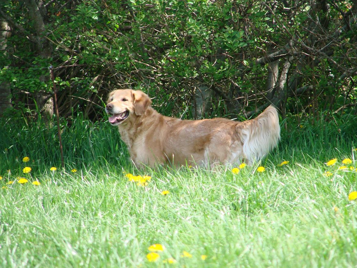 Blanding af racer Freja billede 2