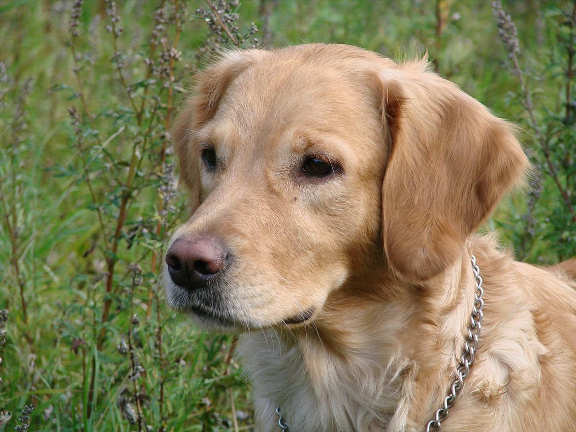 Blanding af racer Freja billede 3