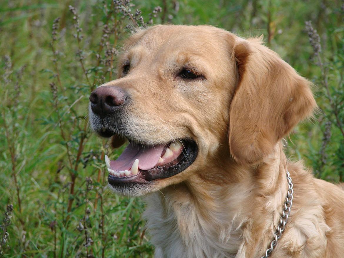 Blanding af racer Freja billede 1