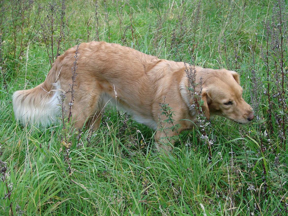 Blanding af racer Freja billede 4