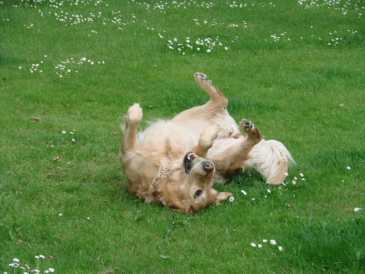 Blanding af racer Freja billede 5