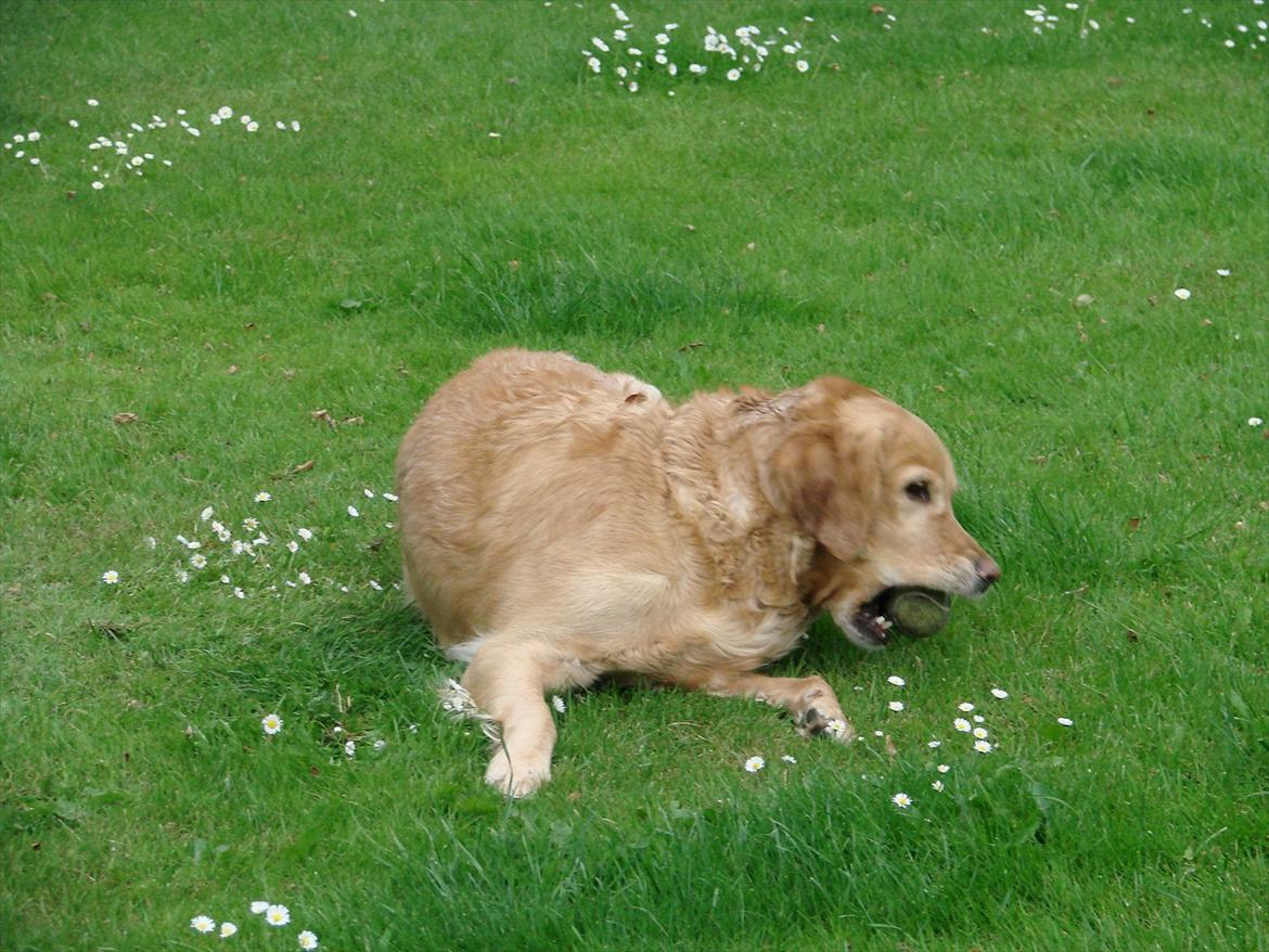 Blanding af racer Freja billede 6