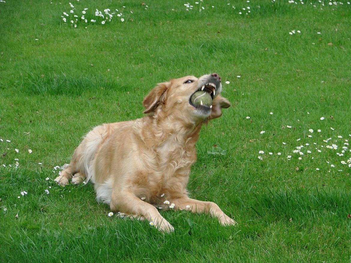 Blanding af racer Freja billede 7