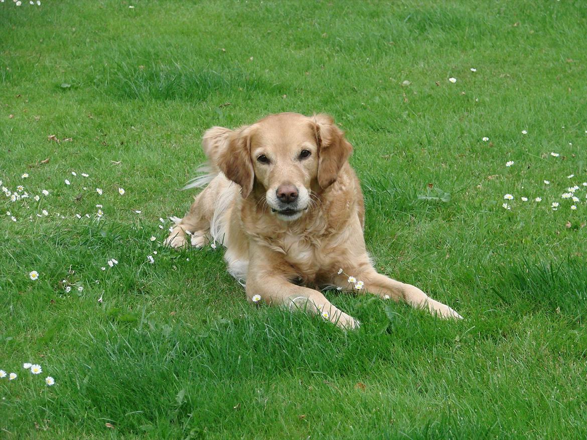 Blanding af racer Freja billede 8