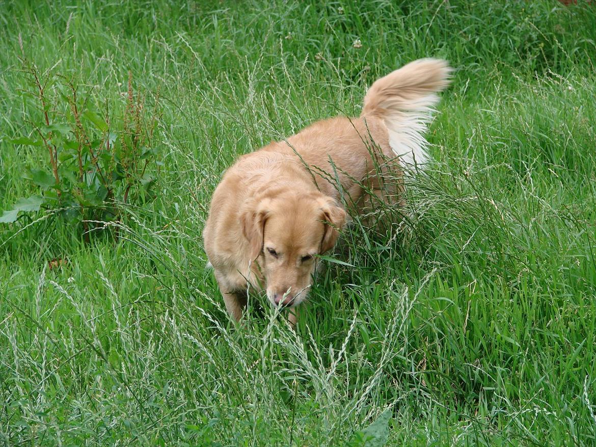 Blanding af racer Freja billede 9