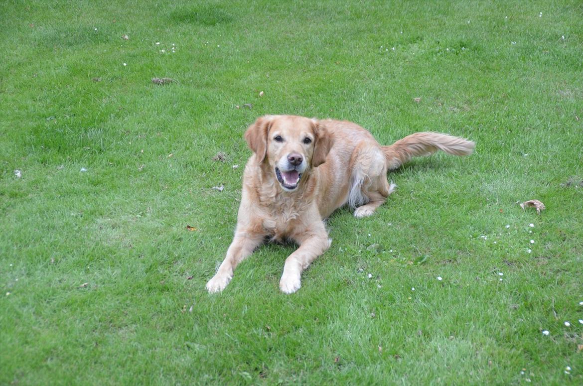 Blanding af racer Freja billede 10