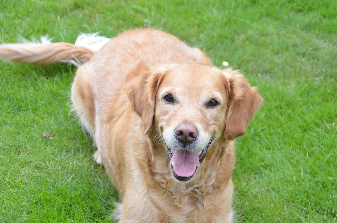 Blanding af racer Freja billede 11