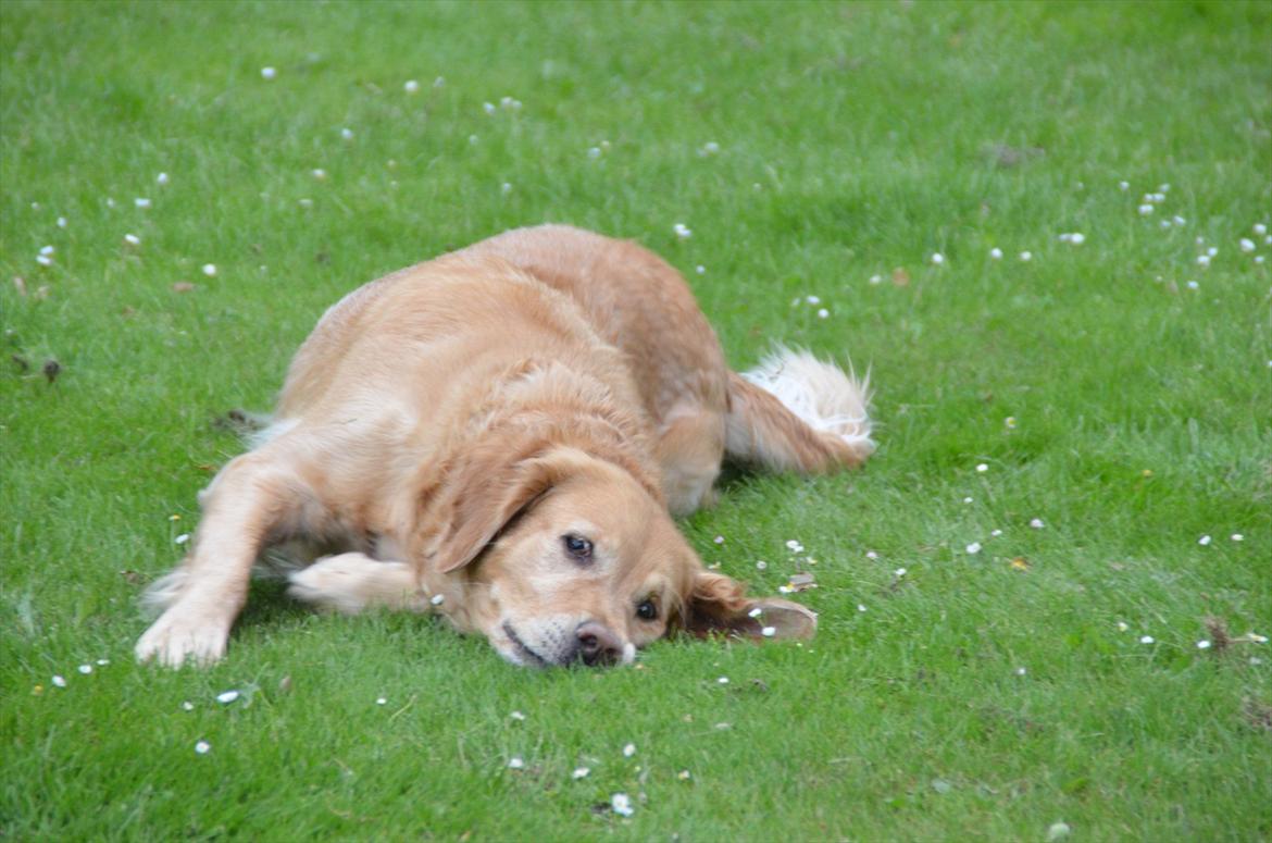 Blanding af racer Freja billede 12